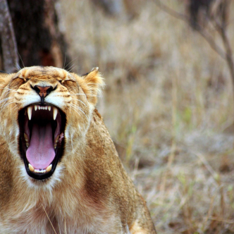 "Як побороти свій гнів?", Петро Петреску